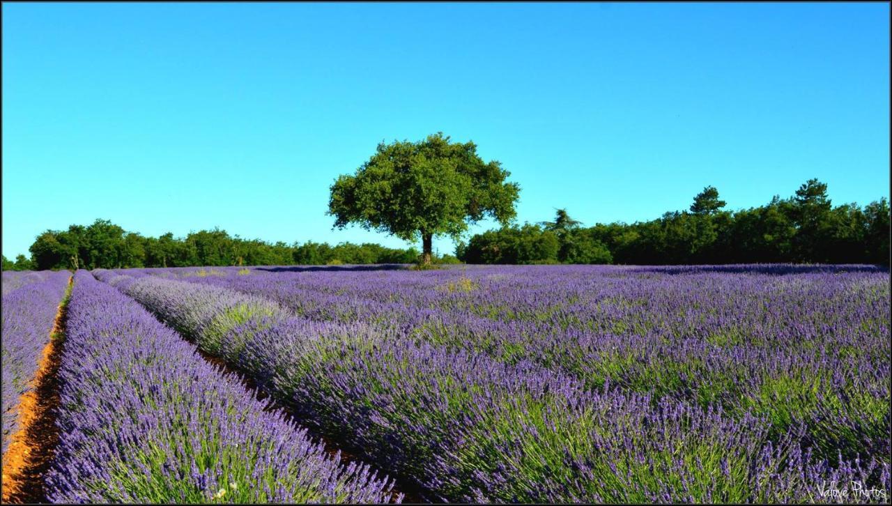 L'Oustaou Du Luberon Et Spa Villelaure Dış mekan fotoğraf